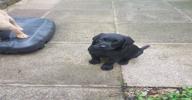 Labrador Retriever dogs - Advert 5