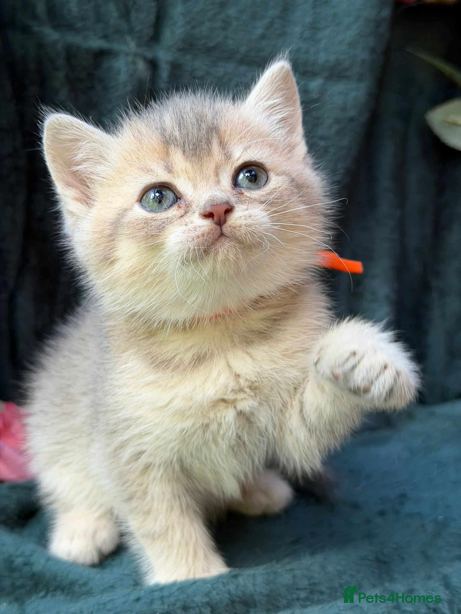 British Longhair cats BEAUTIFUL BRITISH SHORTHAIR & LONGHAIR KITTENS  - Advert 12