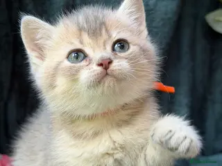 British Longhair cats BEAUTIFUL BRITISH SHORTHAIR & LONGHAIR KITTENS - Advert 12