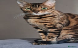 Bengal cats for sale:  🌟 Stunning Bengal Kittens  🌟 🥰🥰 - Image 13