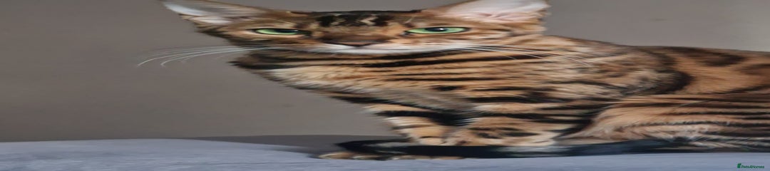Bengal Kitten green 