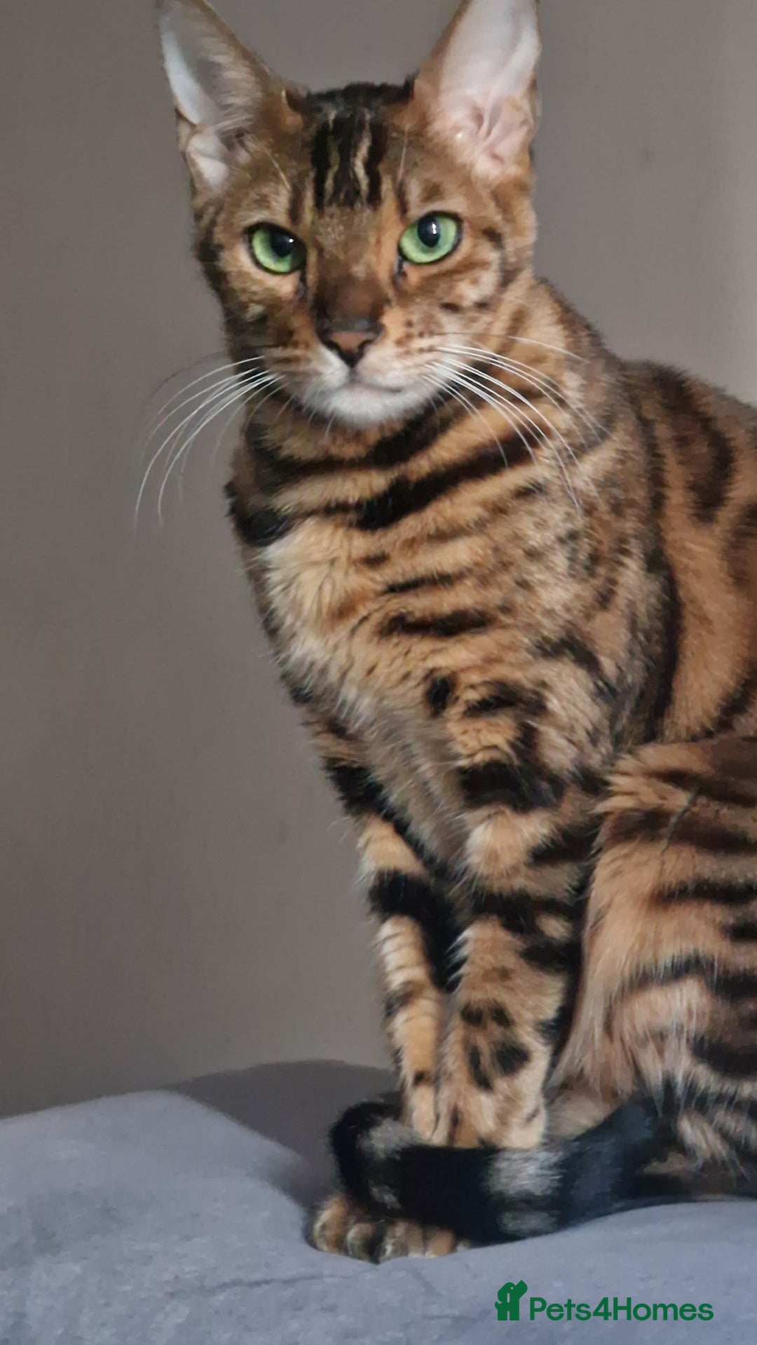 Bengal cats for sale:  🌟 Stunning Bengal Kittens  🌟 🥰🥰 - Image 13