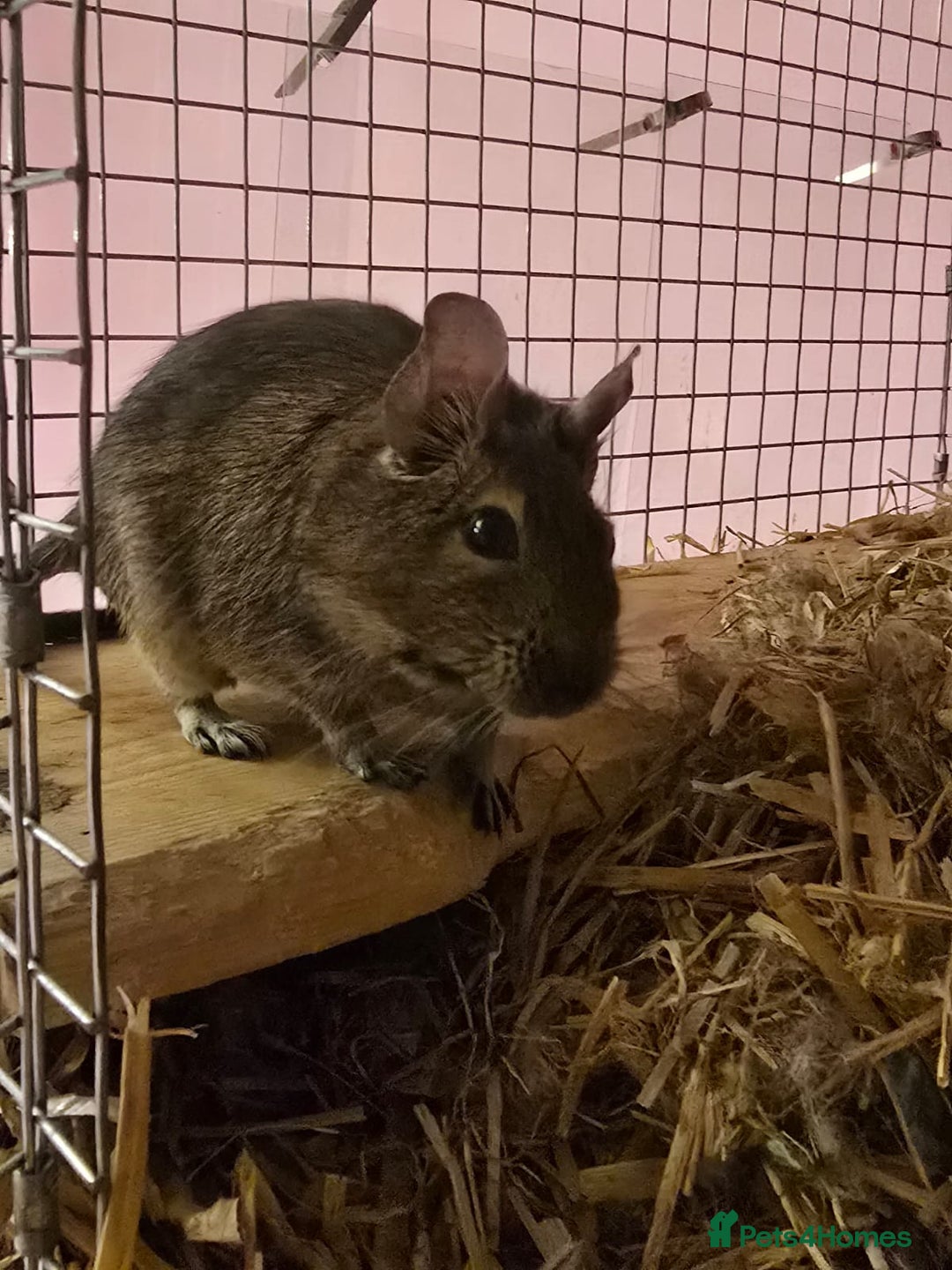Degus rodents for sale: Degu sisters - Image 2