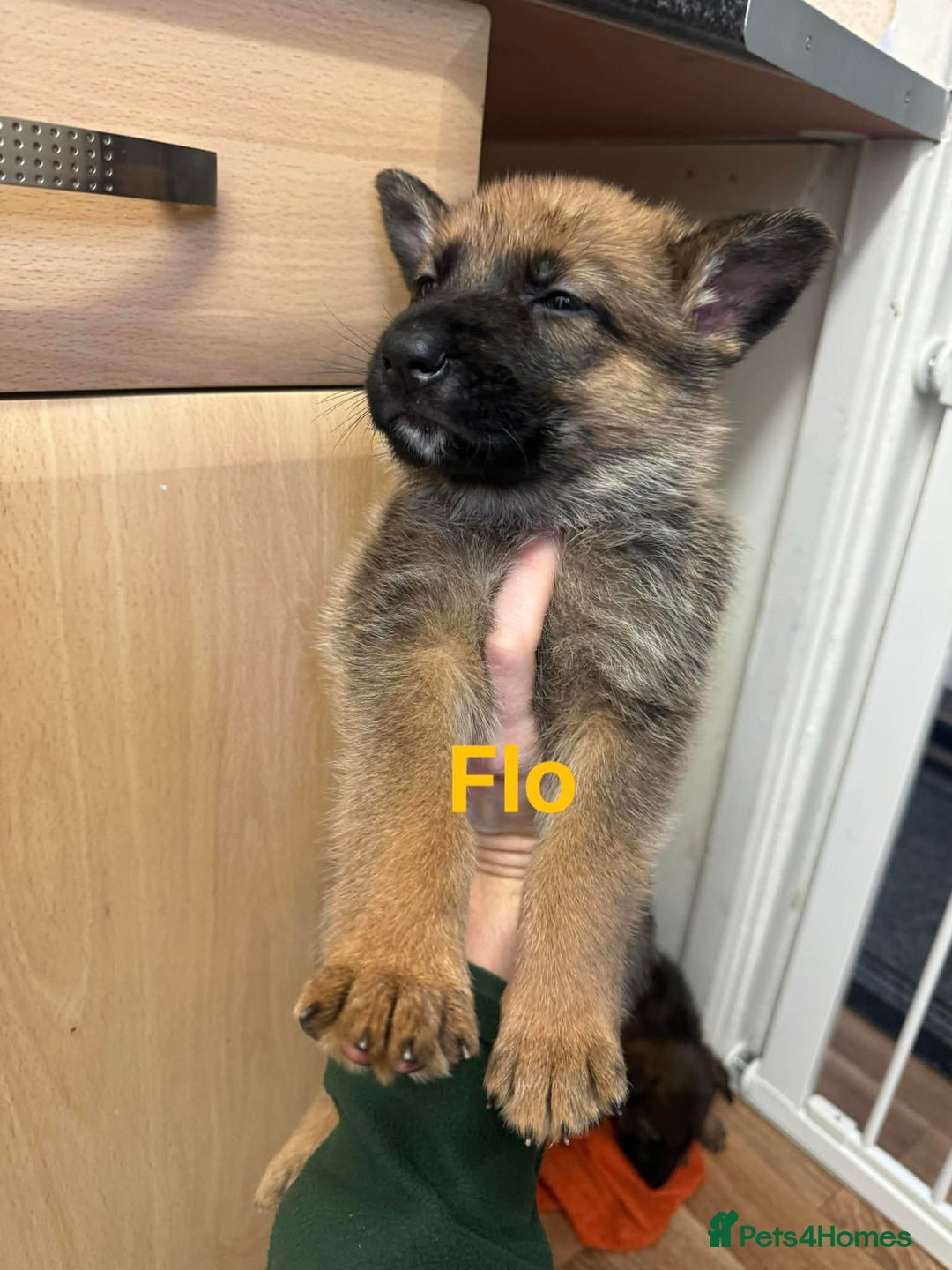 German Shepherd dogs for sale: German shepherd - Advert 14