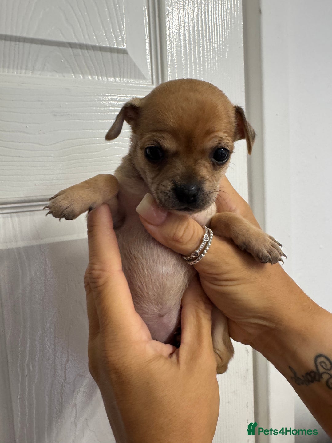 Chug dogs for sale: 6 beautiful chug puppies for sale ❤️ - Image 27