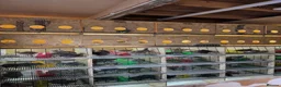 Quail poultry for sale: Quails 8+ weeks  in Stockport - Advert 2