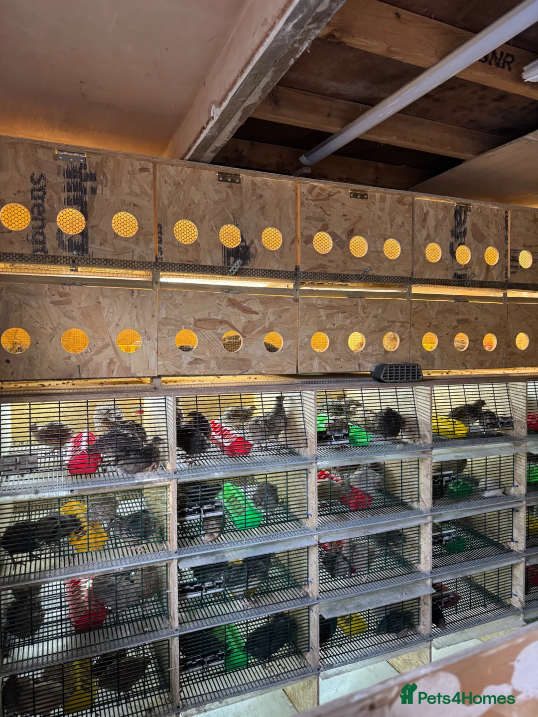 Quail poultry for sale: Quails 8+ weeks  in Stockport - Advert 2