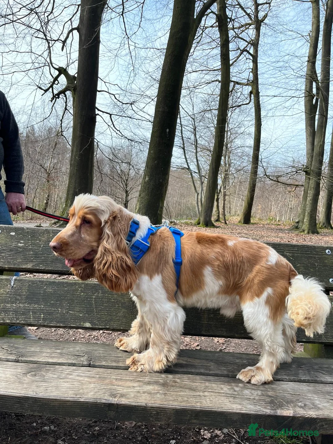 Cocker Spaniel dogs for stud: Orange Roan KC reg Show Cocker Spaniel Stud - Advert 9