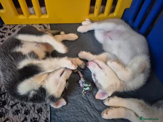 Alaskan Malamute dogs Beautiful husky malmute puppies ready NOW - Advert 18