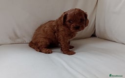 Cavapoo dogs for sale: Gorgeous Red F1 Cavapoo Puppies With H/T Parents - Image 11
