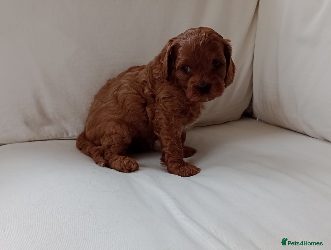 Cavapoo dogs for sale: Gorgeous Red F1 Cavapoo Puppies With H/T Parents - Image 11