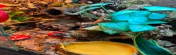 Frog reptiles for sale: X4 White Tree Frogs + 3ft Terrarium Full Setup - Advert 2