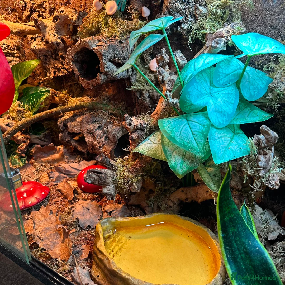Frog reptiles for sale: X4 White Tree Frogs + 3ft Terrarium Full Setup - Advert 2