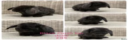 Mini Lop rabbits for sale: Last 2 plush lops available to reserve - Advert 16