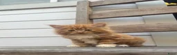 Mixed Breed cats for sale: Adorable ginger kitten for sale  - Advert 4