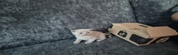 British Shorthair cats for sale: ☆☆ prestige chunky & fluffy, britsh shorthairs! ☆☆ - Advert 29