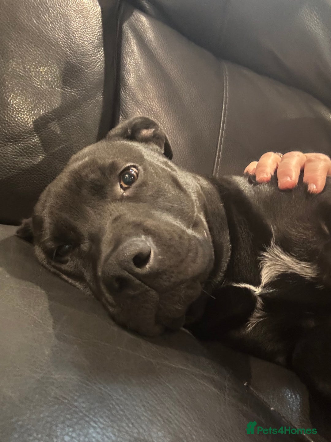 Mixed Breed dogs for sale: Rotty x staffy pup - Advert 5