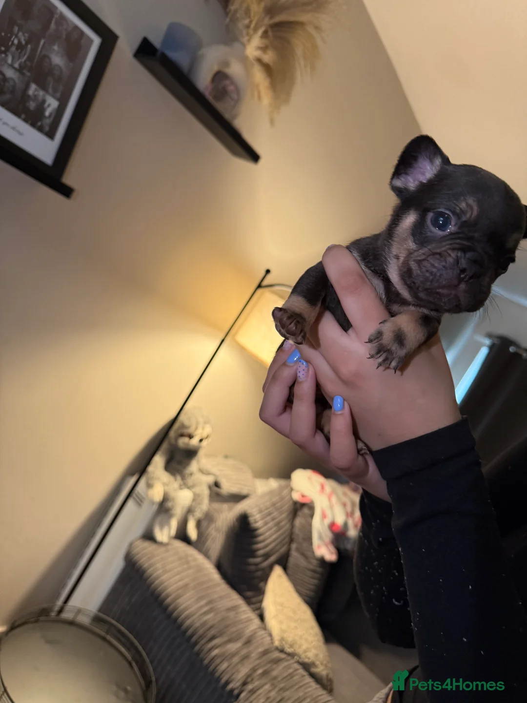 French Bulldog dogs for sale: French bulldog puppies fluffie carriers  - Advert 27