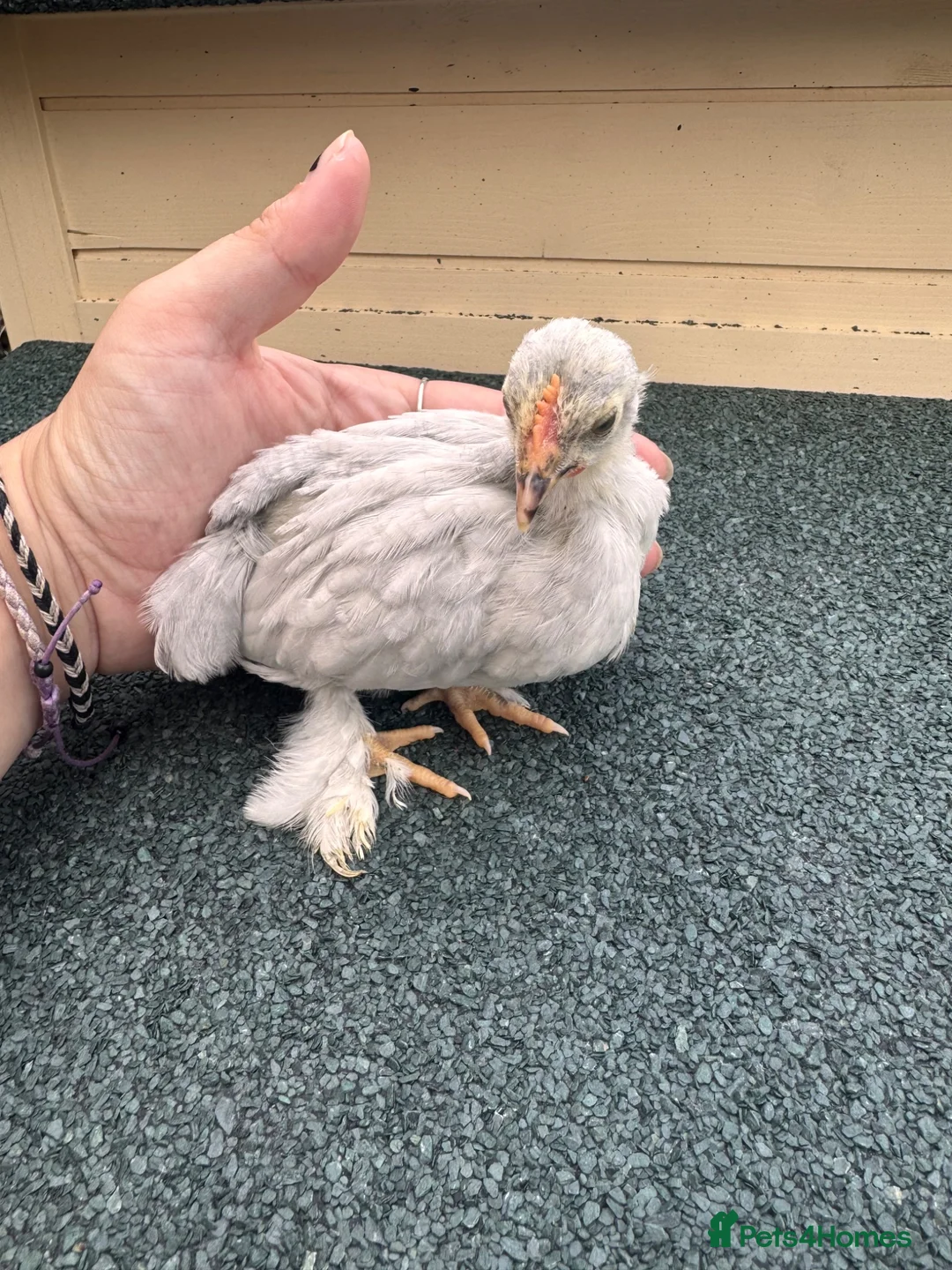 Chickens poultry for sale: Pekin bantams  - Advert 2