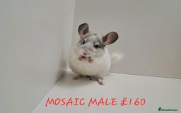 Chinchilla rodents for sale: STUNNING BABIES CHINCHILLA MIX COLOURS AND GENDER  - Image 6