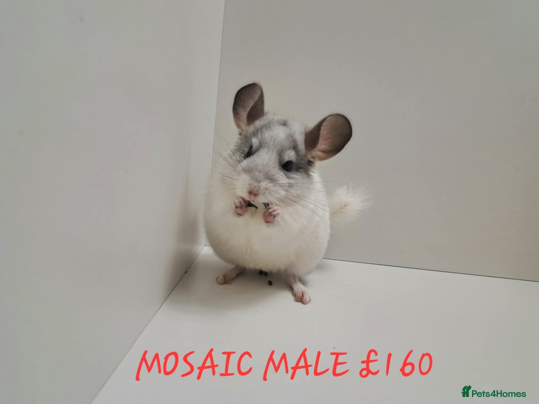 Chinchilla rodents for sale: STUNNING BABIES CHINCHILLA MIX COLOURS AND GENDER  - Image 6