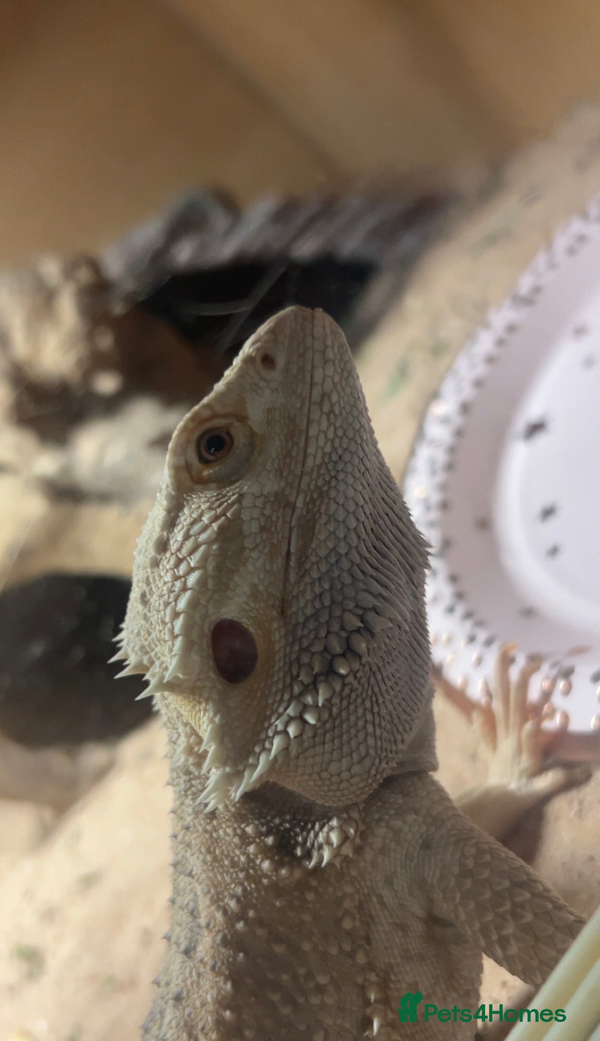 Bearded Dragon reptiles for sale: bearded dragon for sale  in Southampton - Advert 4
