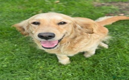 Golden Retriever dogs for sale: QUALITY KC GOLDEN RETRIEVERS  - Image 6