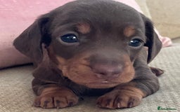Miniature Dachshund dogs for sale: Mini Smooth Choc/Dapple & Choc/Tan Dachshund Pups - Image 6