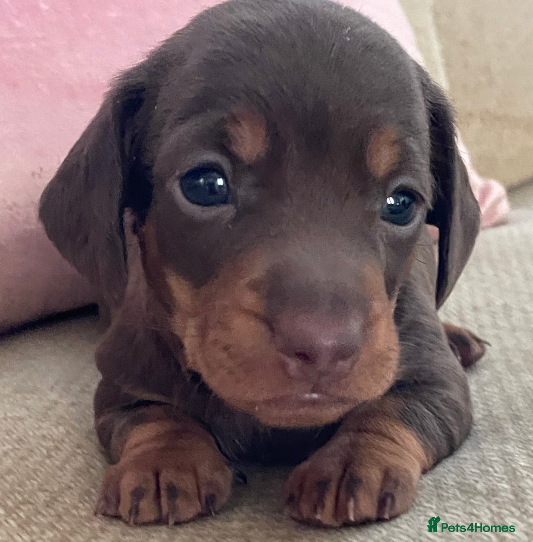 Miniature Dachshund dogs for sale: Mini Smooth Choc/Dapple & Choc/Tan Dachshund Pups - Image 6