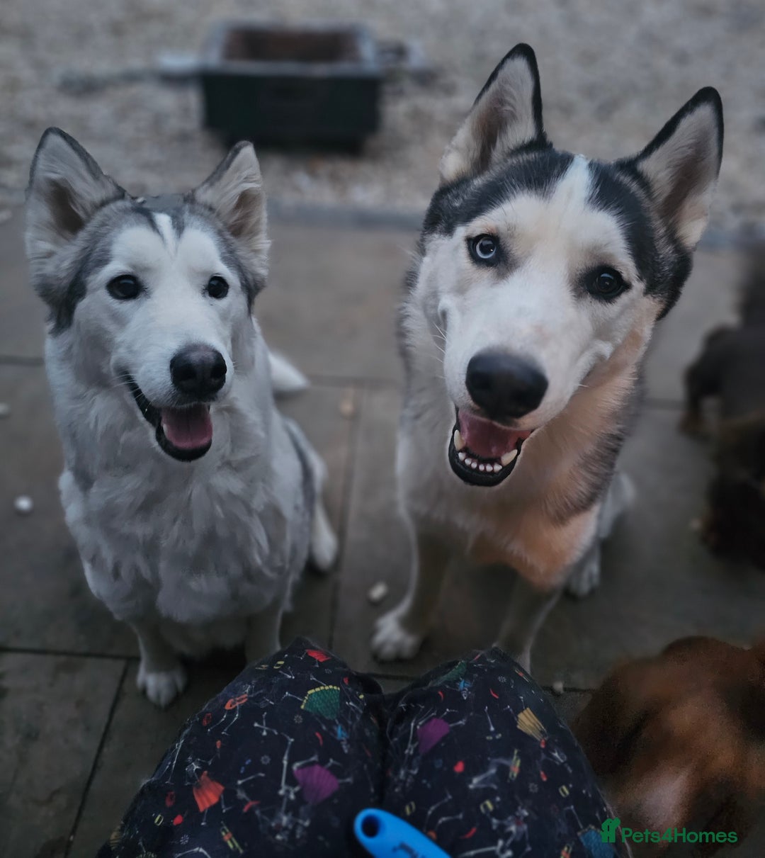 Siberian Husky dogs for sale: 5 beautiful siberian husky fur babies - Advert 23