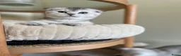 Scottish Fold cats for sale: 3 Unique Scottish Folds! - Advert 8