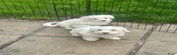 Bichon Frise dogs for sale: Beautiful bichon puppies  - Advert 2