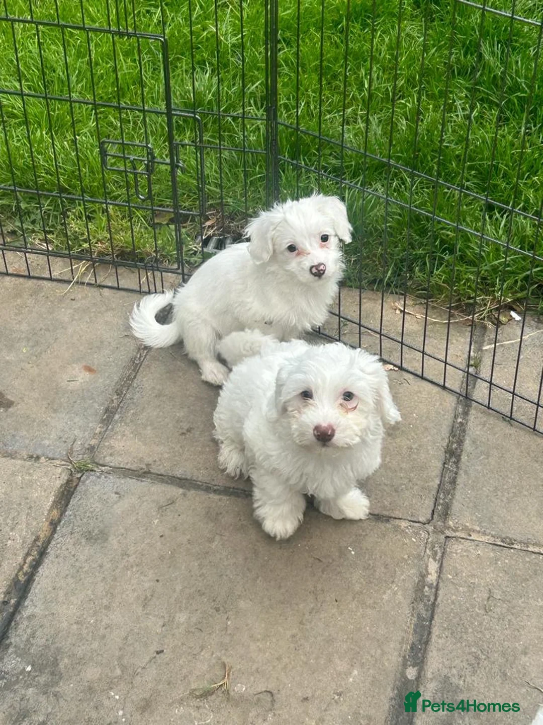 Bichon Frise dogs for sale: Beautiful bichon puppies  - Advert 2
