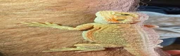 Bearded Dragon reptiles for sale: Stunning baby bearded dragons  - Advert 6