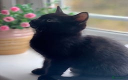 Domestic Shorthair cats for sale: 5 adorable mixed kittens, Russian Blue & Shorthair - Advert 9