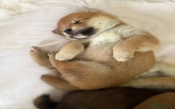 Japanese Shiba Inu dogs for sale: 🐕 KC reg Japanese Shiba Inu Puppies 🐕 - Image 7