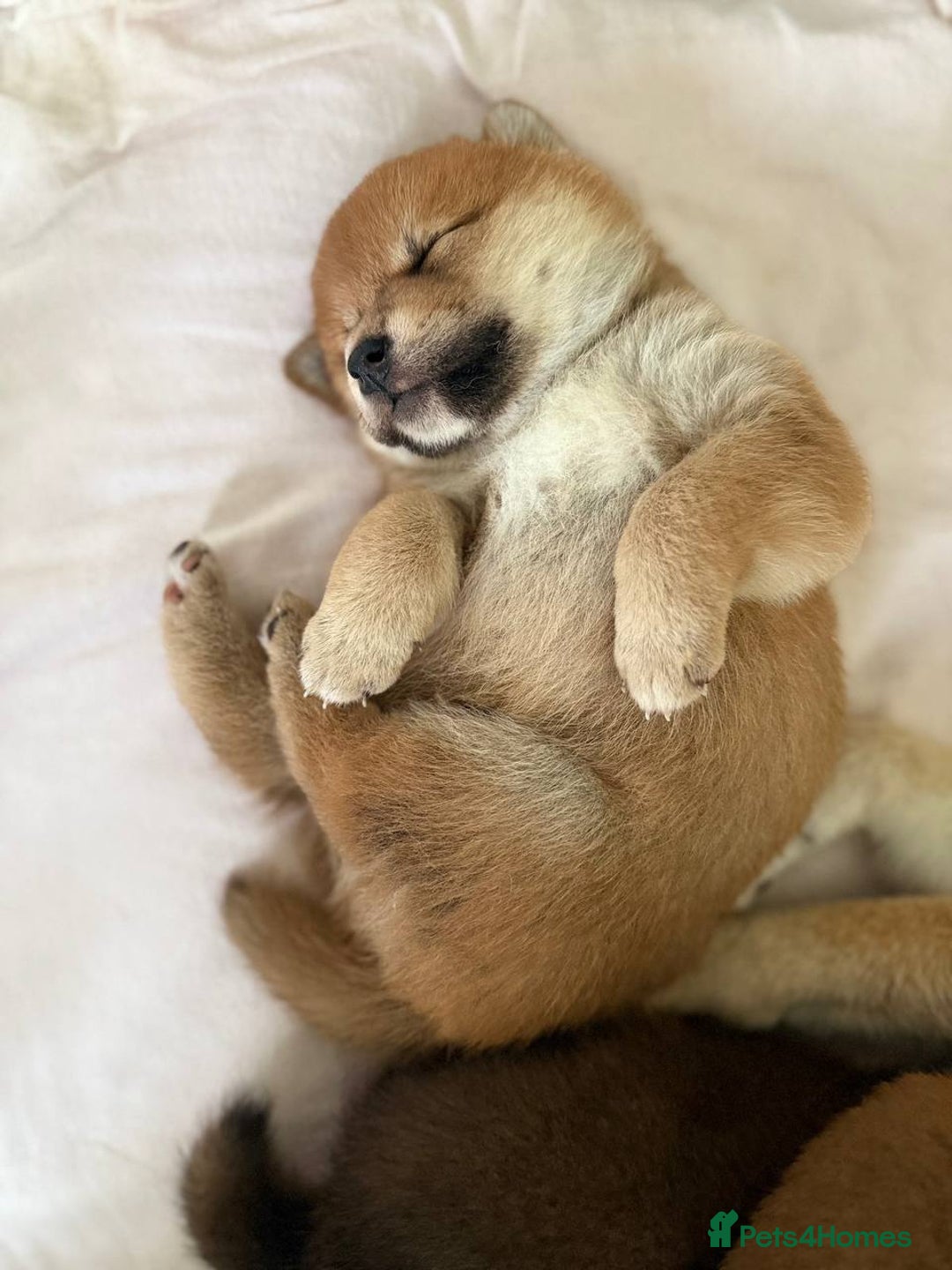Japanese Shiba Inu dogs for sale: 🐕 KC reg Japanese Shiba Inu Puppies 🐕 - Image 7
