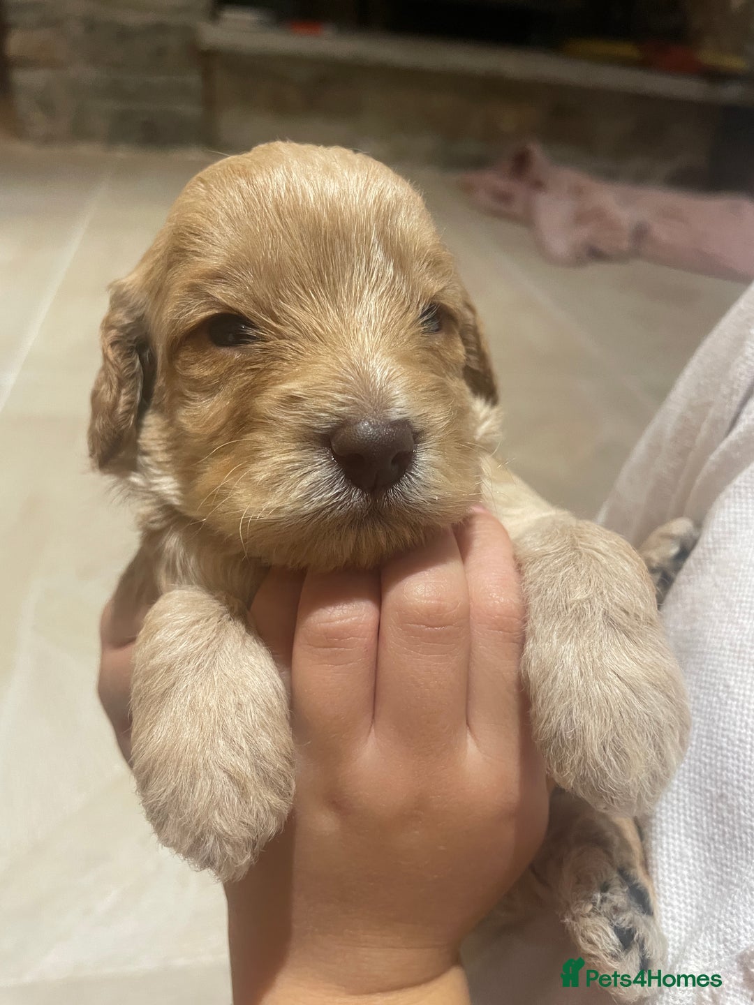 Cockapoo dogs for sale:  5⭐️ genetics F1b cockapoo apricot, chocolate - Image 2