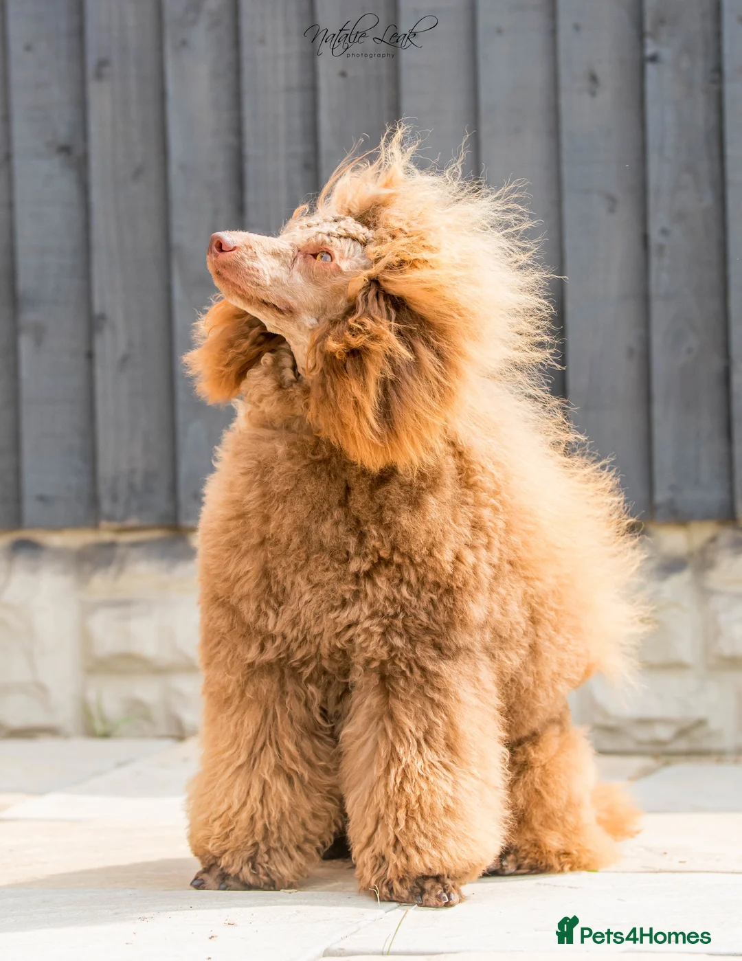 Poodle dogs for stud: Chocolate poodle stud in Leeds - Advert 4
