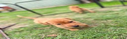Labrador Retriever dogs for sale: Labrador Retriever puppies - Advert 8