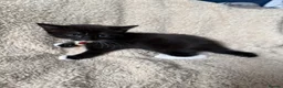 Mixed Breed cats for sale: Only 4 kittens left  - Advert 10