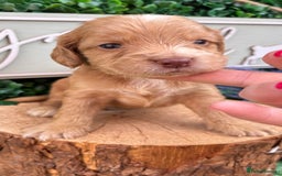 Cocker Spaniel dogs for sale: 🌟 cocker spaniel puppies 🌟 - Image 7