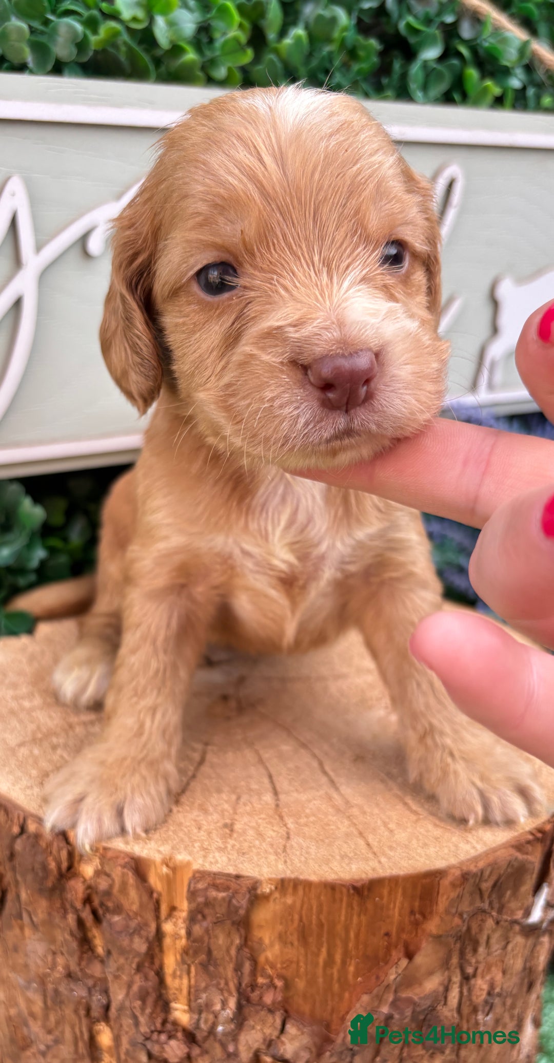 Cocker Spaniel dogs for sale: 🌟 cocker spaniel puppies 🌟 - Image 7