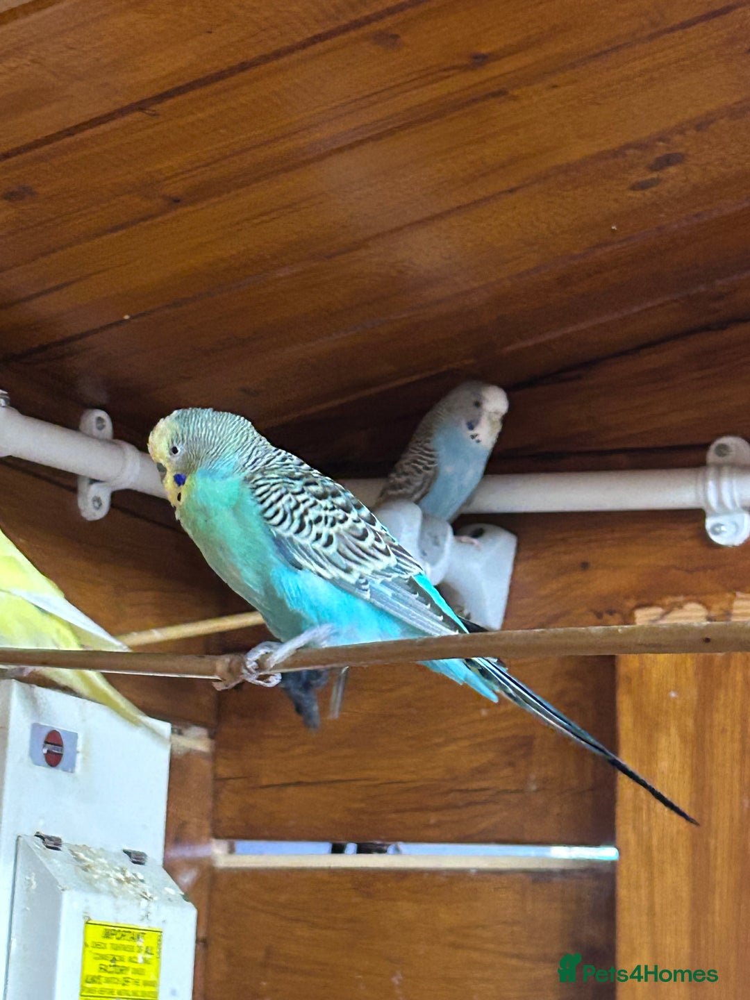 Budgerigars birds for sale: Mixed ages budgies for sale - Image 4