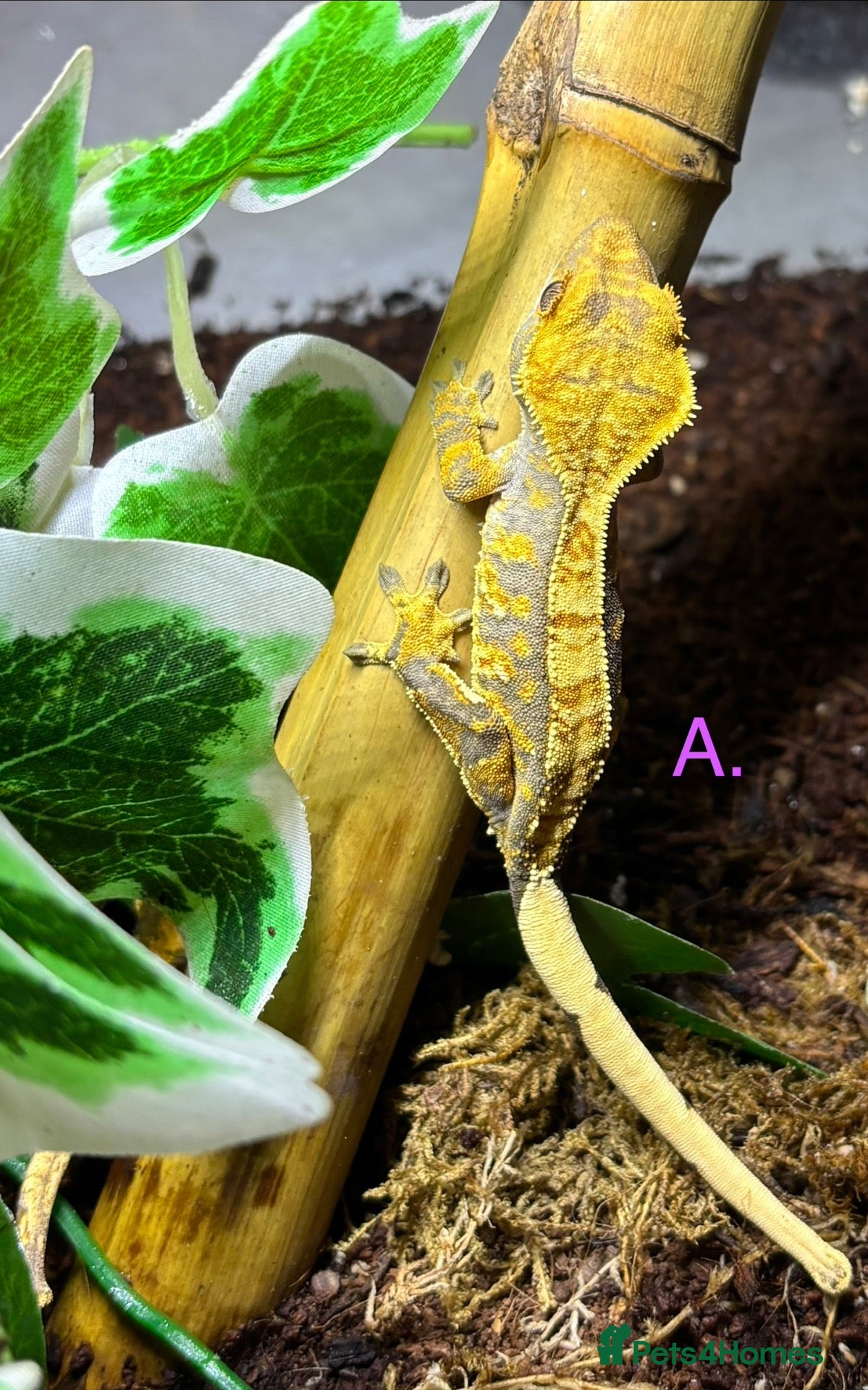 Gecko reptiles for sale: CB26 Unsexed Crested Geckos  - Advert 1