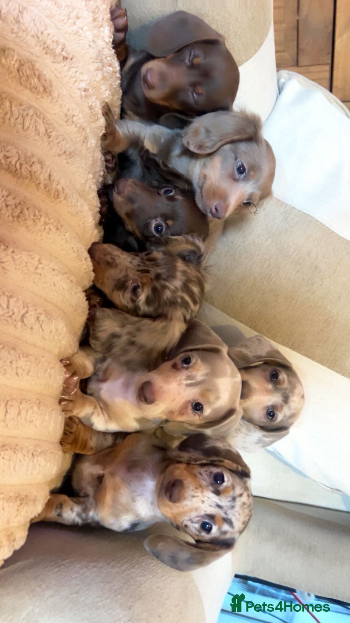 Miniature Dachshund dogs True miniature dashaunds  - Advert 2