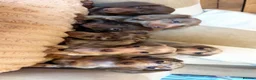 Miniature Dachshund dogs for sale: Miniature dadhaunds ready now  - Advert 9