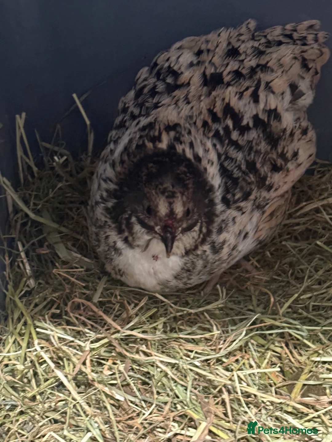 Quail poultry for sale: Female quail  - Advert 2