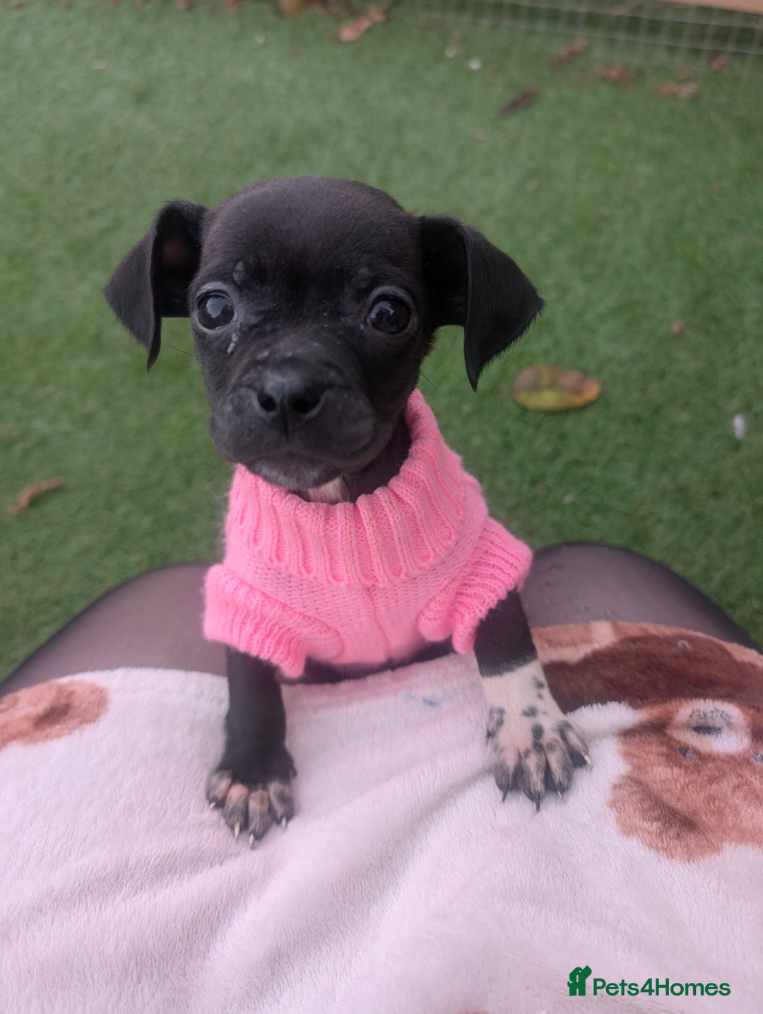 Mixed Breed dogs for sale: Gorgeous mini dachshund cross pug  - Advert 1