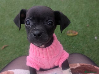 Mixed Breed dogs Gorgeous mini dachshund cross pug - Advert 1